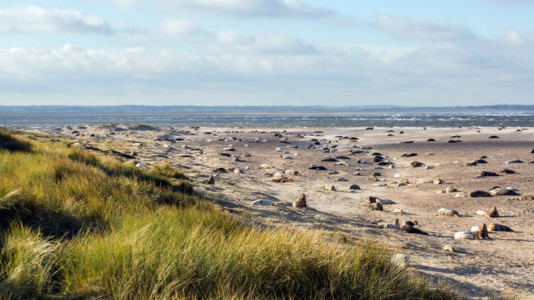 Grey seals lie on the beach with the sea in the distance and clumps of grass to the left